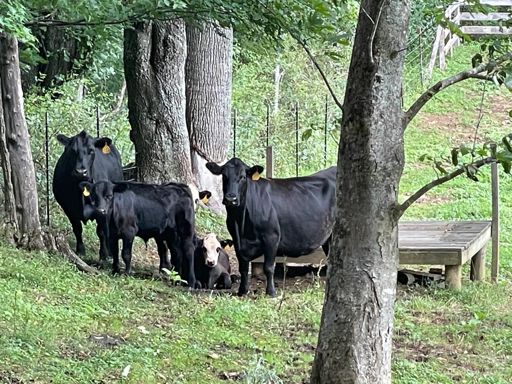 Vilas, NC Lot for Sale CAR4061646 Caruso Homes