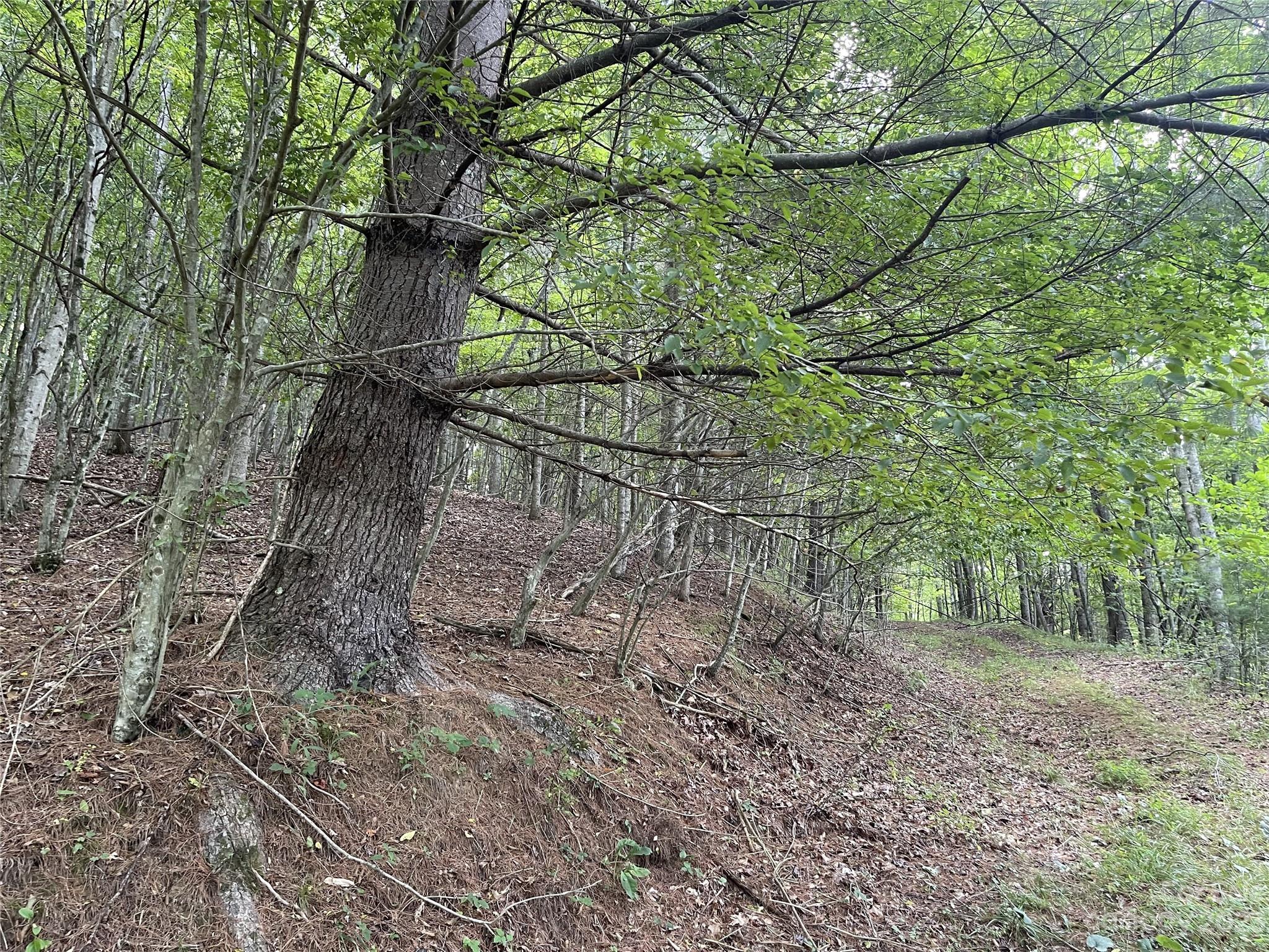 Vilas, NC Lot for Sale CAR4061646 Caruso Homes