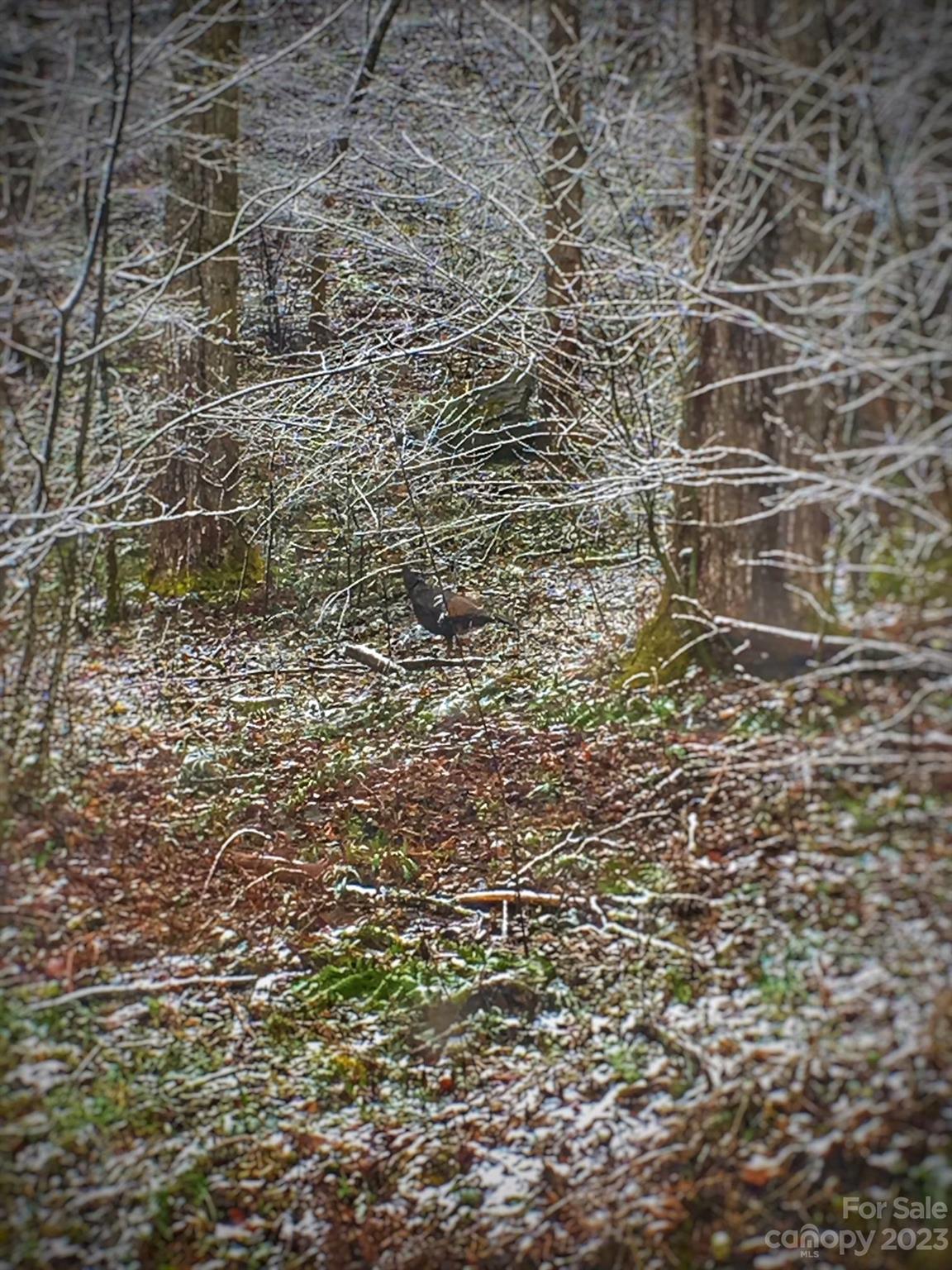 Weaverville, NC Lot for Sale CAR4072609 Caruso Homes