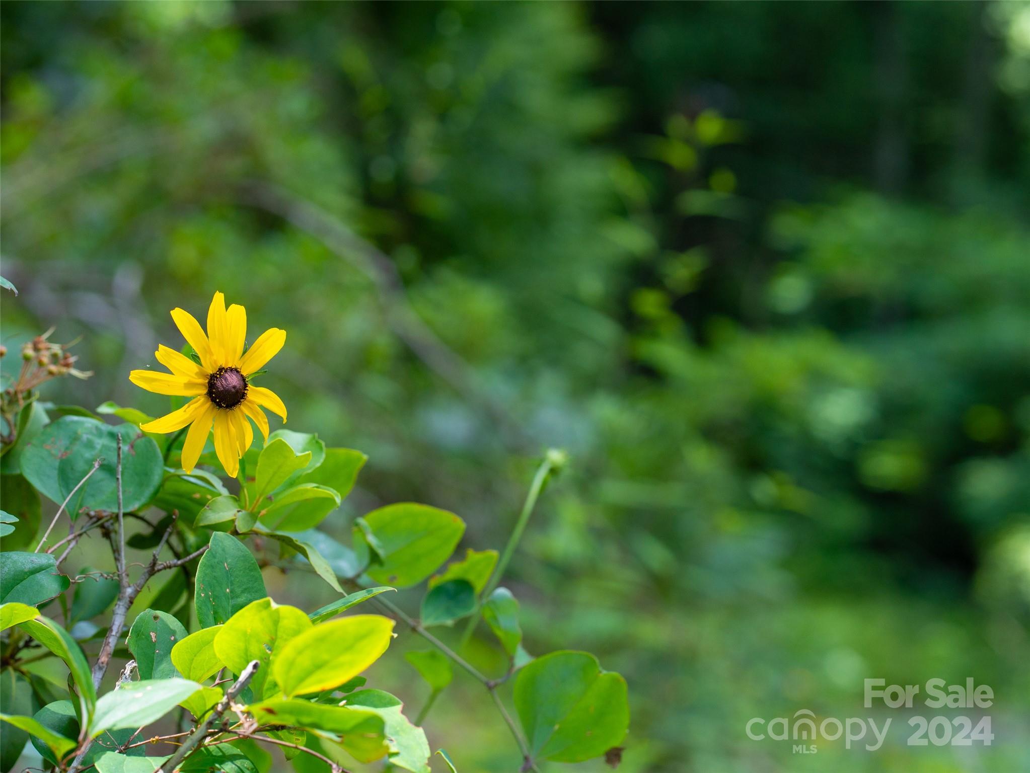 Swannanoa, NC Lot for Sale CAR4155475 Caruso Homes